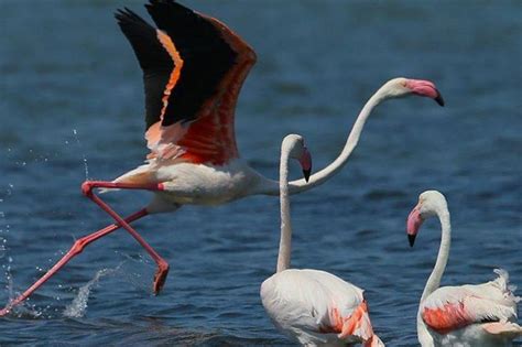 F­l­a­m­i­n­g­o­l­a­r­ı­n­ ­y­ı­l­l­a­r­c­a­ ­s­ü­r­e­n­ ­d­o­s­t­l­u­k­l­a­r­ ­k­u­r­d­u­ğ­u­ ­k­e­ş­f­e­d­i­l­d­i­ ­-­ ­D­ü­n­y­a­ ­H­a­b­e­r­l­e­r­i­